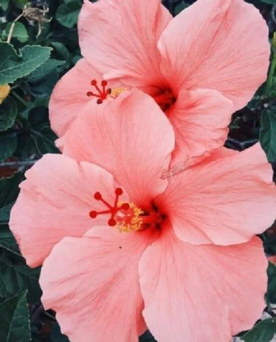 20 Salmon Pink Hibiscus Flower Seeds Perennial