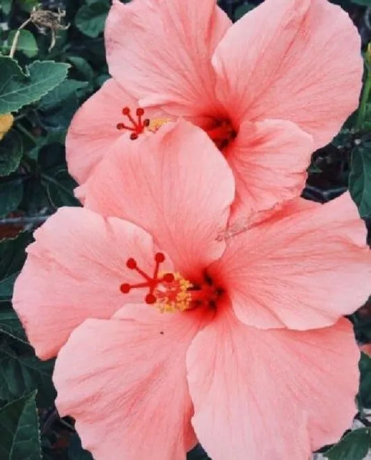 20 Salmon Pink Hibiscus Flower Seeds Perennial