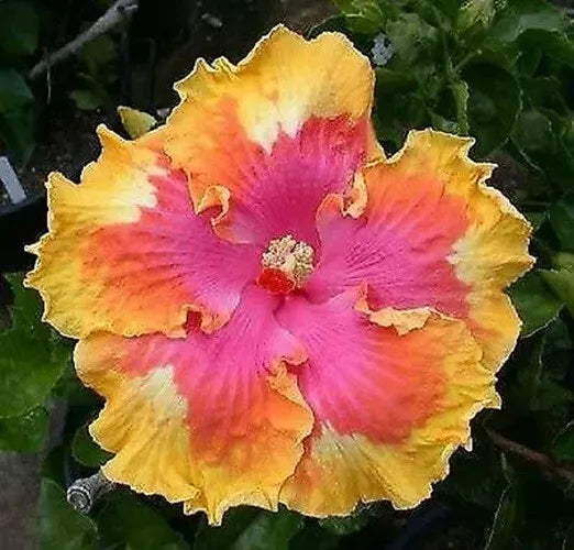 20 Pink Yellow Orange Hibiscus Seeds Flowers Flower Seed Perennial