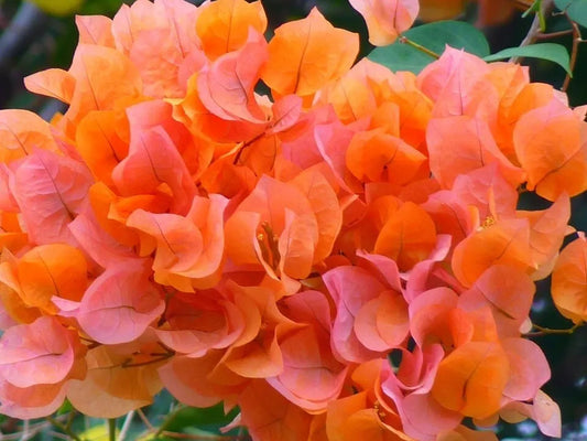 Two Bougainvillea live plants in one pot, Orange. 6 to 10 inches tall