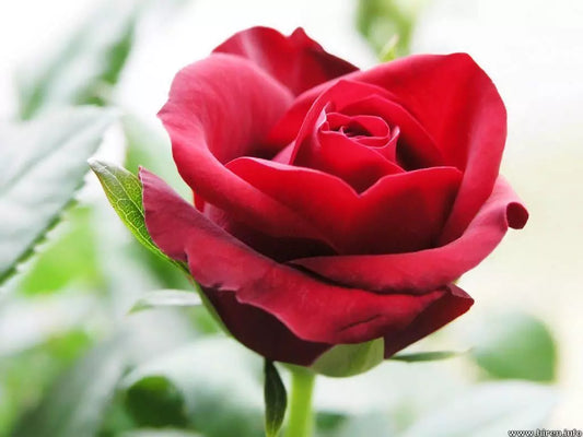 20 Red Rose Rose Bush Seeds