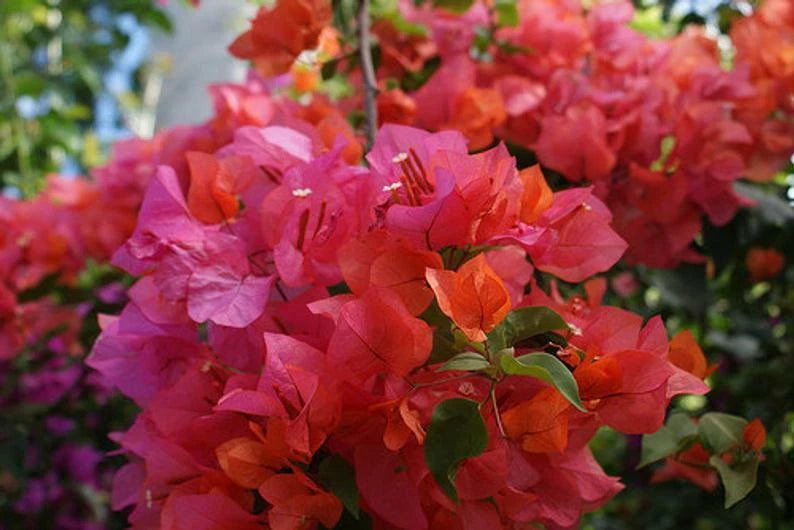 Bougainvillea Starter Plant - Small Sunstone Red Variety Very Rare Htf Well Rooted Bougainvillea Starter Plant - Small Sunstone Red Variety Very Rare Htf Well Rooted