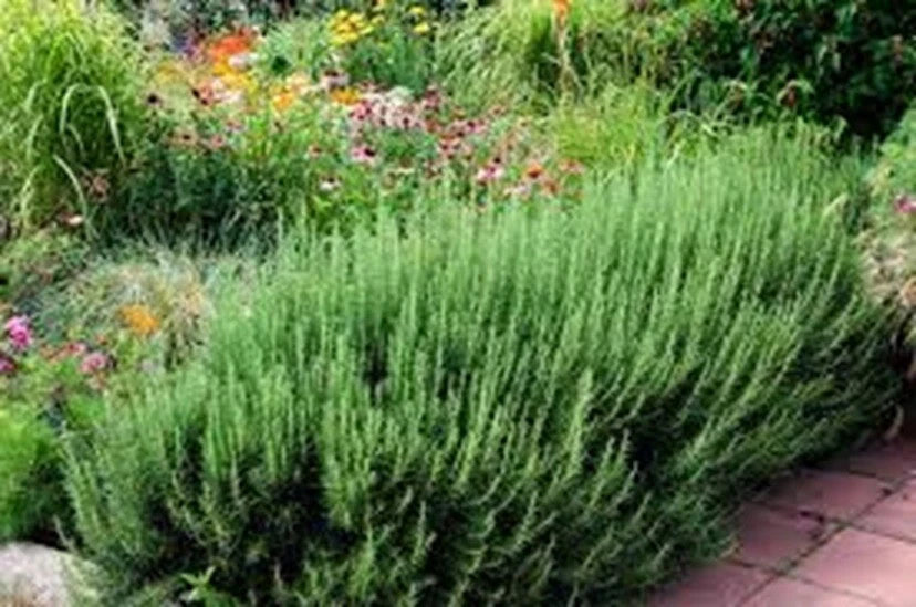 Organic Rosemary Herb Plants LIVE Cuttings - 10" - Salvia Rosmarinus - Multiple 9 or 15 Cuttings - Fast Shipping - USA Grown
