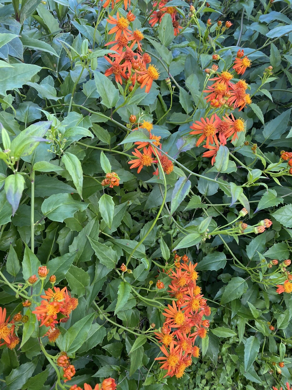 Mexican Flame Vine Cuttings 5-7 inches Pseudogynoxys Chenopodioides Organic No Roots for Butterfly Garden