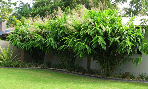 Tiger Grass Starter Plant - Thysanolaena maxima - Well Rooted Perennial Grass for Privacy Screening and Ornamental Use