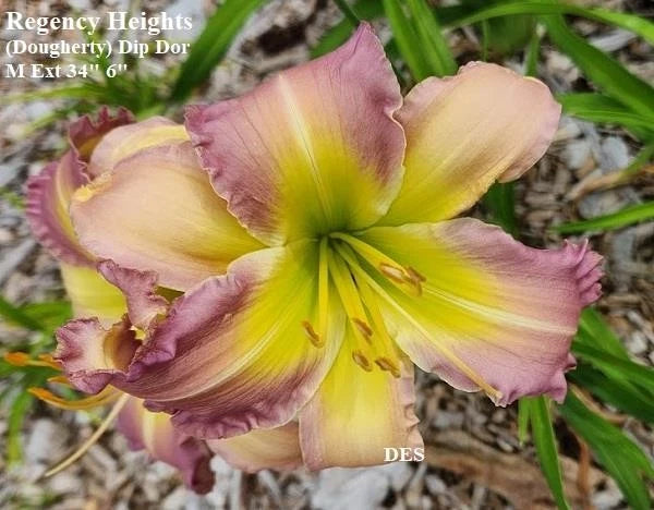 Daylily Live Plant - Regency Heights - 6" Lavender Blooms - Hemerocallis - Northern Hardy, Drought Resistant, Low Maintenance