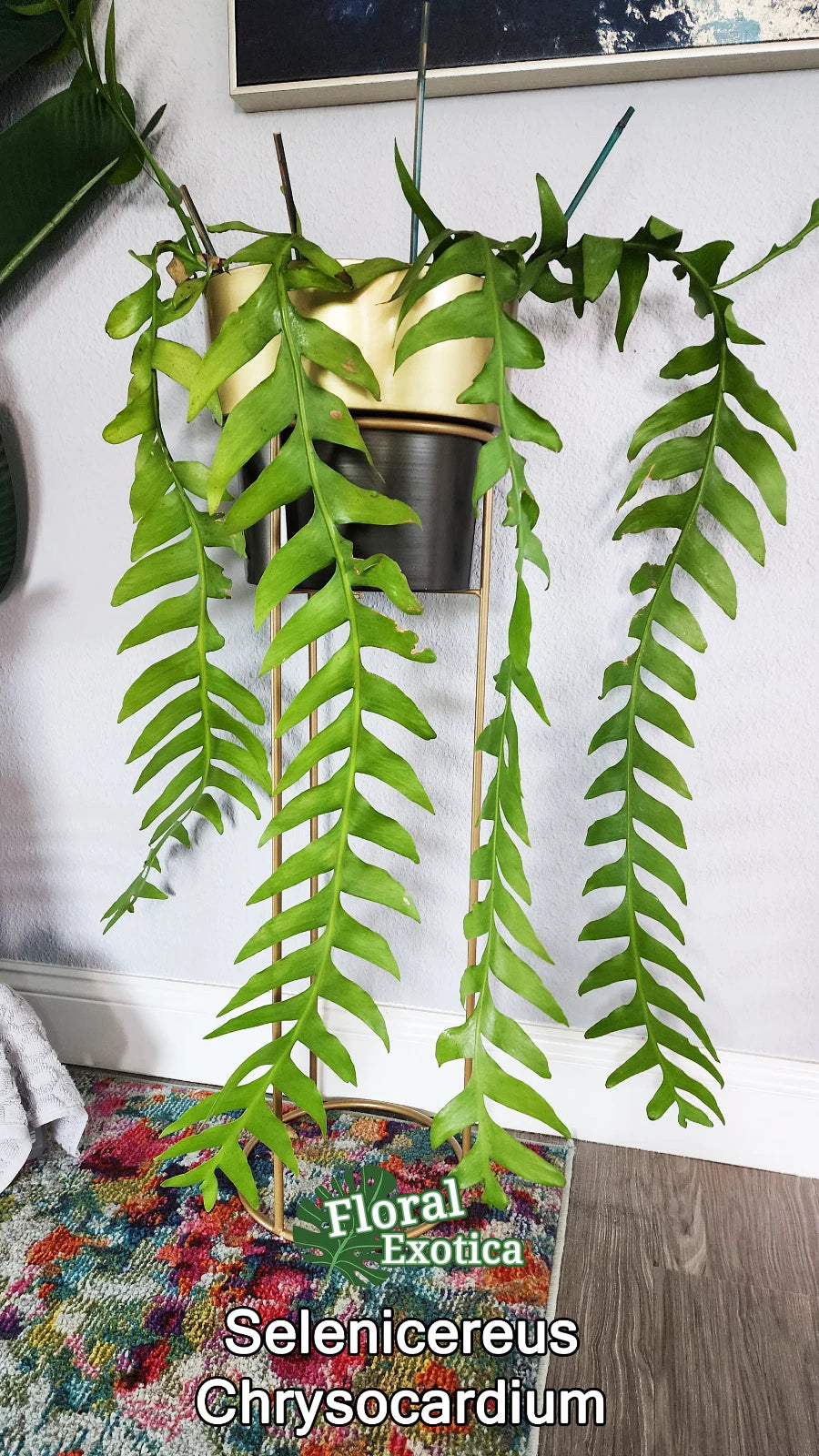 Selenicereus Chrysocardium Cuttings - Sharktooth Fern - 4-6" Rooted Plants - Epiphytic Spineless Cactus with Lobed Leaves