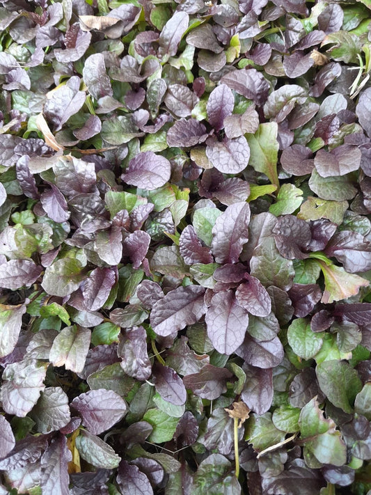 10 Live Burgundy Ajuga Bugleweed Perennial Bare Roots Ground Cover Plants - Ajuga reptans