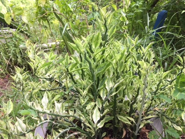 Devil's Backbone Cuttings - 8 Fresh Cuttings + 2 Rooted Plants - Euphorbia tithymaloides variegata - Hardy Succulent