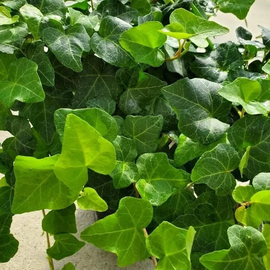 12 English Ivy Rooted Cuttings 4'' - Hedera helix, Bare Root, Ready to Plant, No Pot, Shipped Wet Media