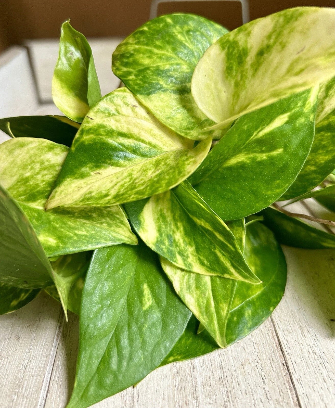 10 Rooted Pothos Cuttings - Healthy Green Houseplants - Epipremnum aureum - Packaged for Safe Shipping