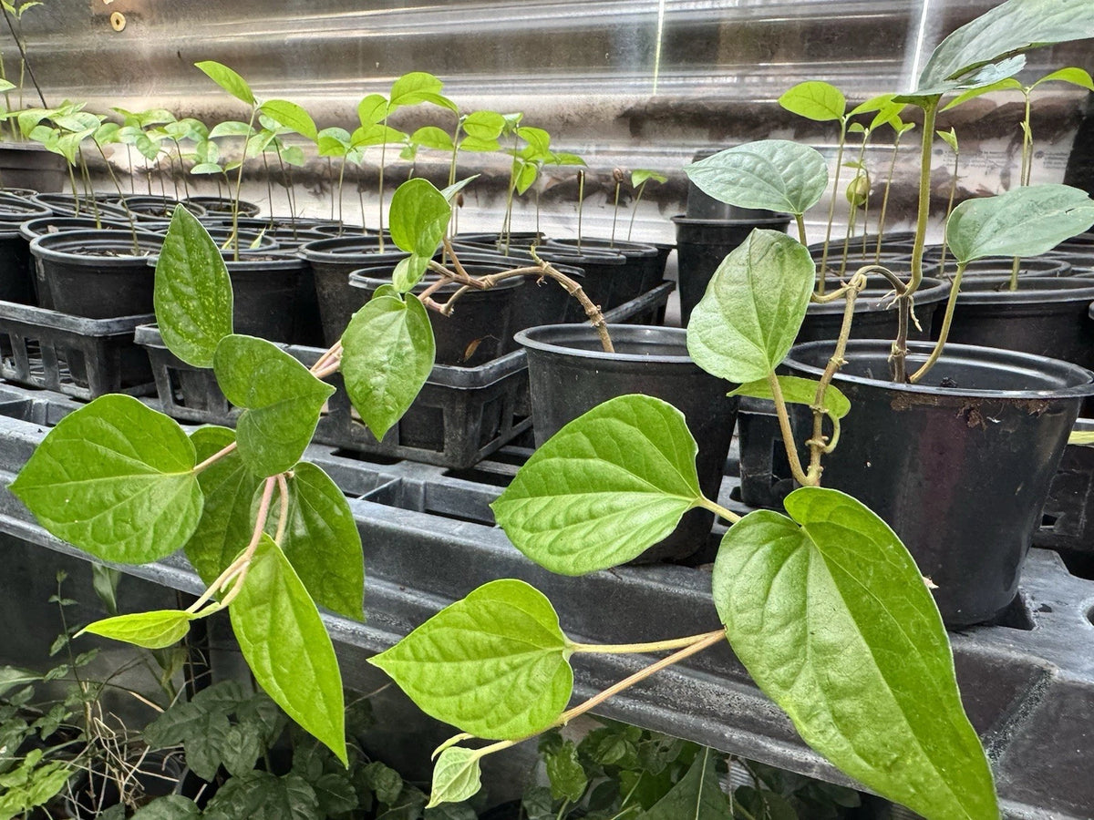 Chewing Betel Leaf Vine Plant in Pot, Cây Tr?u, Piper betle, Ideal for Ceremonies and Weddings
