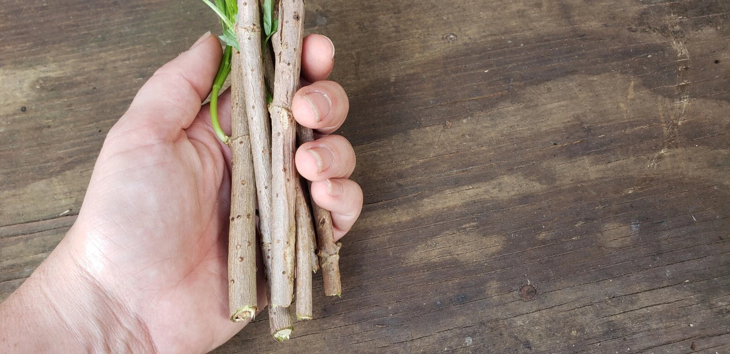 10 Organic American Elderberry Cuttings - Sambucus canadensis - Fast Growing, Drought Resistant, Ideal for Gardens