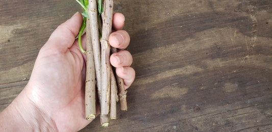 10 Organic American Elderberry Cuttings - Sambucus canadensis - Fast Growing, Drought Resistant, Ideal for Gardens