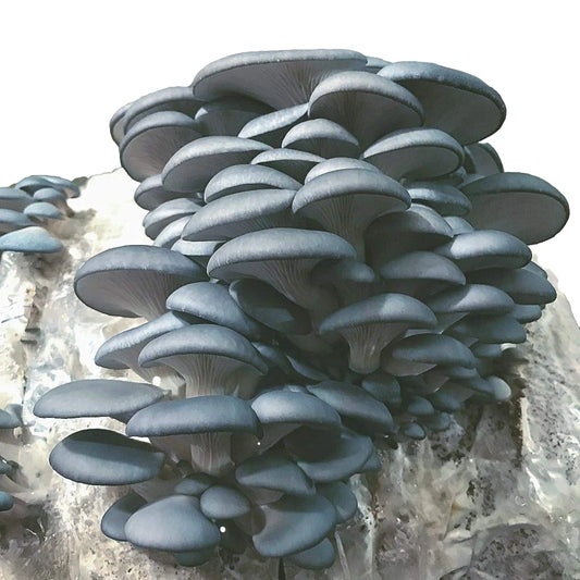 12cc Blue Oyster Mushroom Liquid Culture Syringe with Sterilized Needle - Pleurotus ostreatus