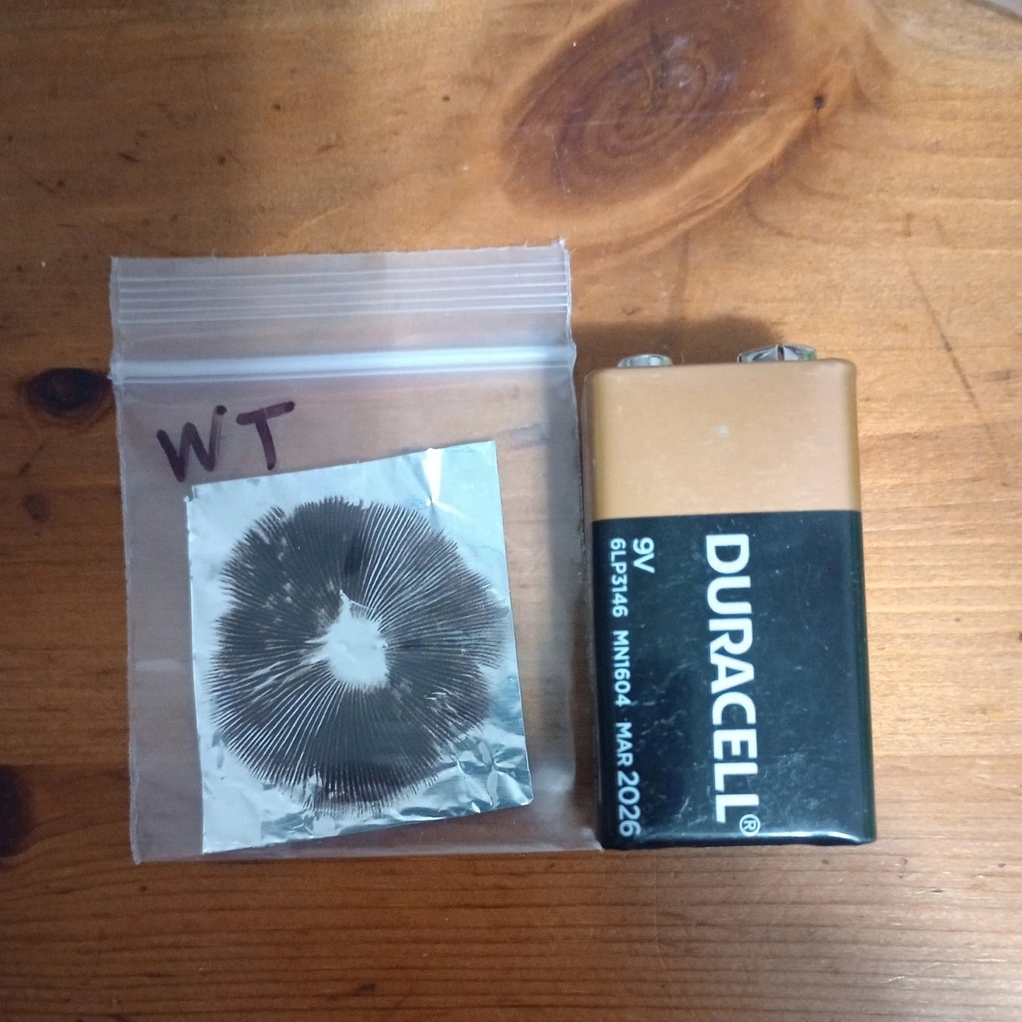 Mushroom Spore Print on Foil with Slide & Accessories - Decorative Study (.5") - Blue Teacher Variety - Sterile for Framing