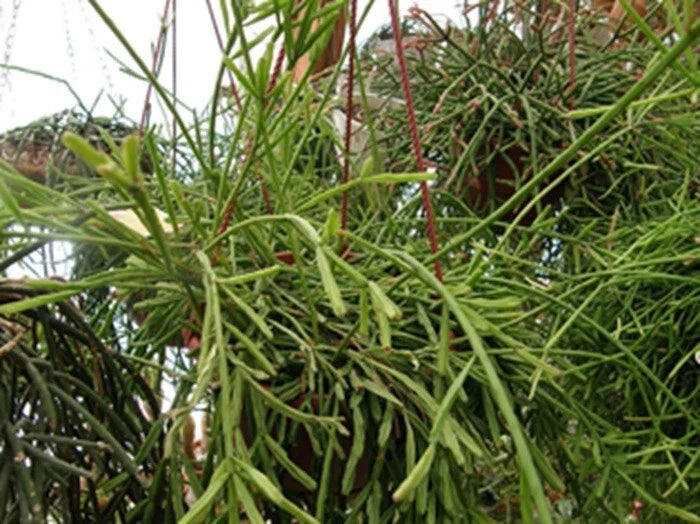 Rhipsalis Sulcata Cuttings - 5 Branching Cuttings with Yellow/White Flowers - Rhipsalis sulcata F A C Weber