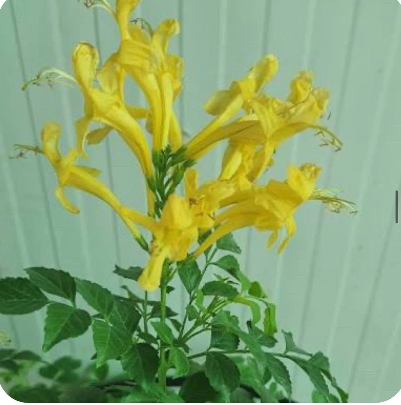 Cape Town Yellow Tecomaria Plant - Small Rooted Starter Plant - Tecoma capensis - Ideal for Hummingbirds