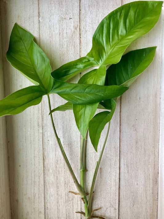 10 Rooted Arrowhead Vines Cuttings - Healthy Syngonium Podophyllum - Easy Care Indoor Plants