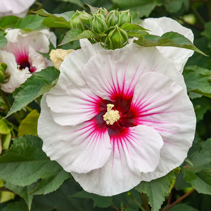 1 Live Potted Plant bush hibiscus ANGEL EYES new big flower hardy 2.5" pot