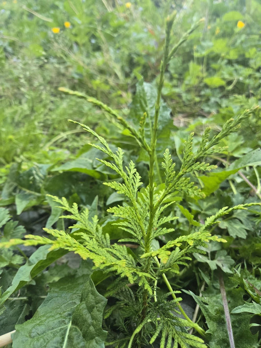 Western Red Cedar Seedling Trees 4-8" Bare Root Thuja Plicata PNW Grown - (2) Fast Growing Evergreen Seedlings