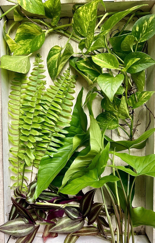 20 Live House Plant Cuttings - Rooted Pothos, Arrowhead Vine, Wandering Jew, Fern - Healthy & Fresh Plants