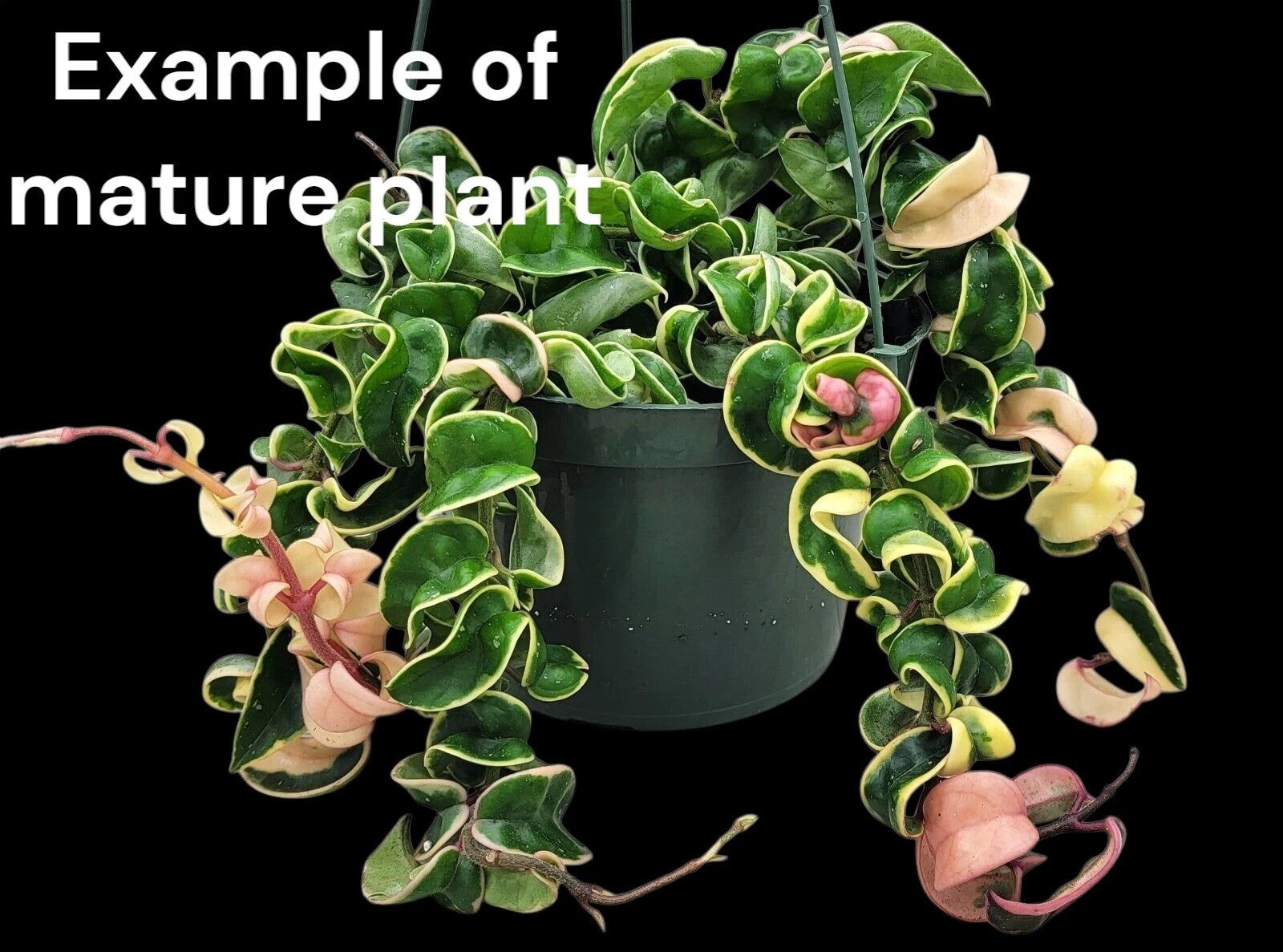 Variegated Hoya Rope Starter Plant 3" Pot - Hoya carnosa compacta, Rooted Hindu Rope Plant for Home Decor