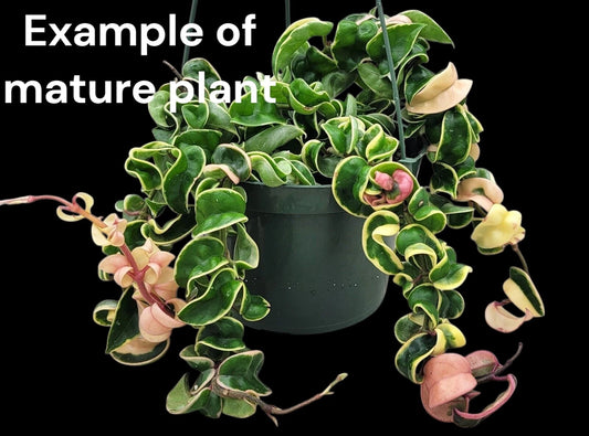 Variegated Hoya Rope Starter Plant 3" Pot - Hoya carnosa compacta, Rooted Hindu Rope Plant for Home Decor
