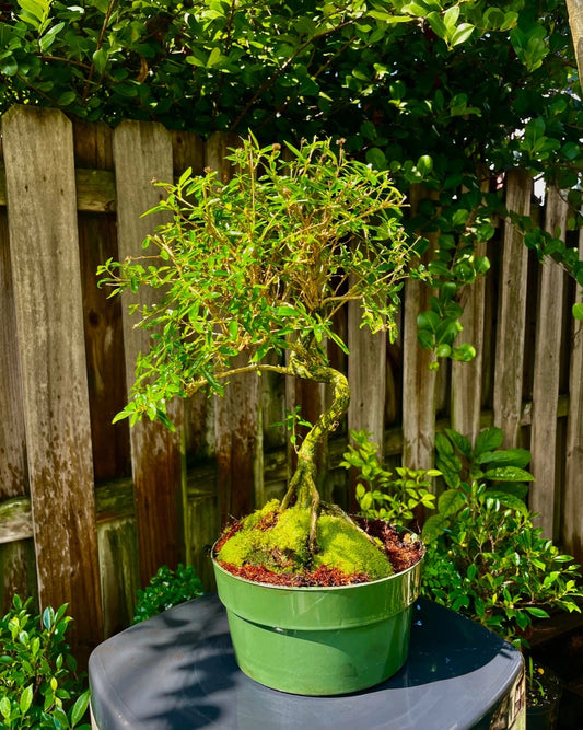 Bonsai Tree 10 Years Mount Serissa White Flowering Aerial Roots Trunk (Serissa Foetida) Indoor/Outdoor 17" Tall