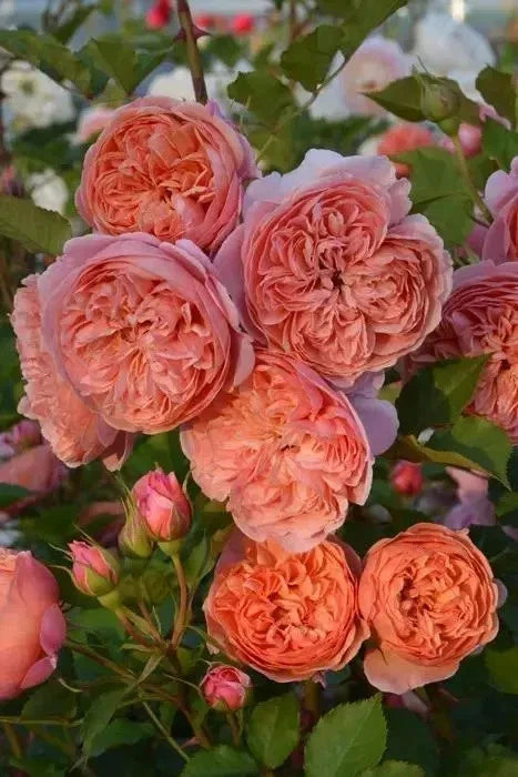 Silk Road Rose Live Plant, Orange Flowering Own Root Variety, Rosa spp. - Vibrant Outdoor Garden Rose