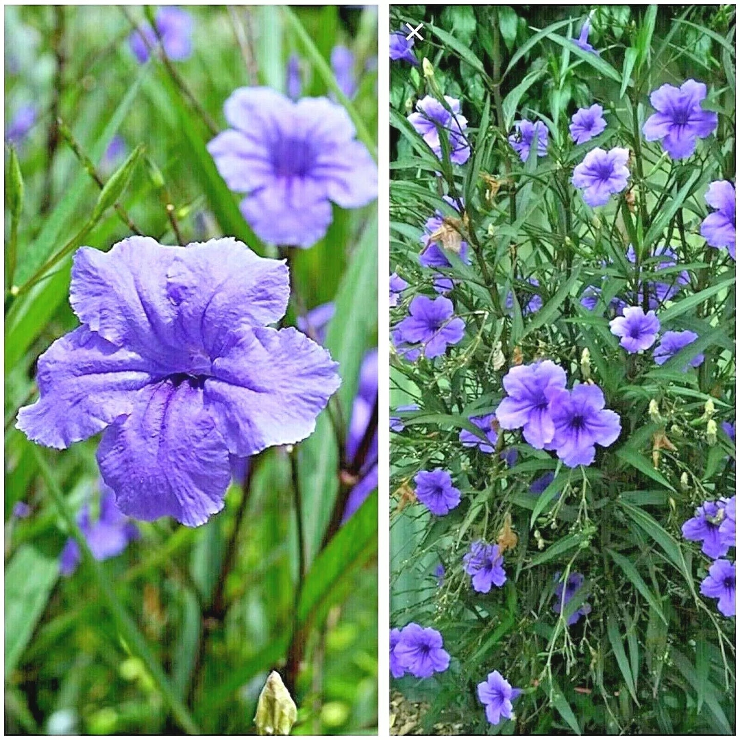 10 Fresh Unrooted Cuttings MEXICAN PETUNIA