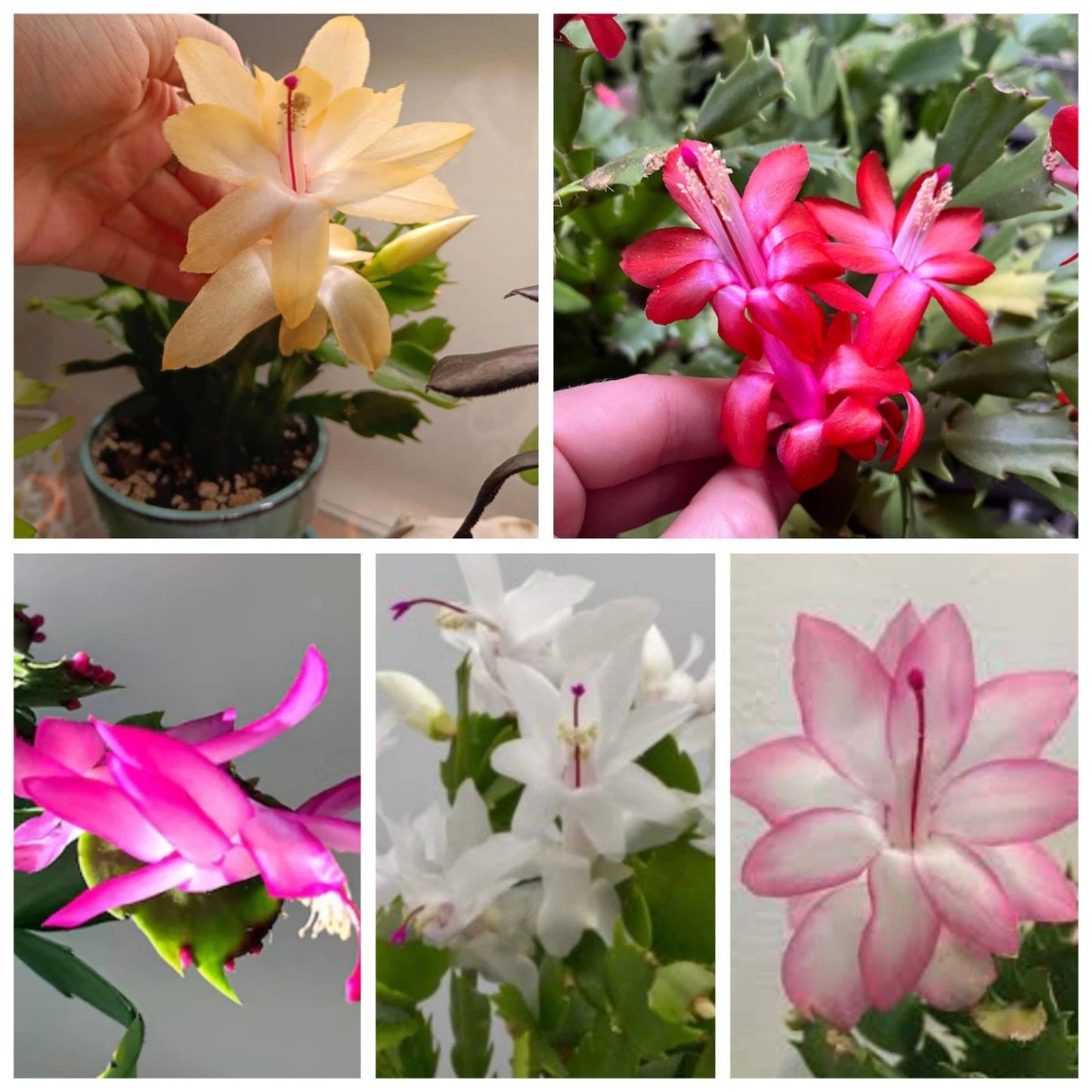 Thanksgiving/Christmas Cactus Cuttings - 5 Fresh Unrooted Colorful Segments - Yellow, White, Red, Epic Star, Pink - Schlumbergera