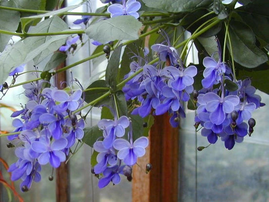 Blue Butterfly Bush Starter Plant - Clerodendrum Ugandense - Fast Growing Bare Root Plant for Gardens and Landscapes