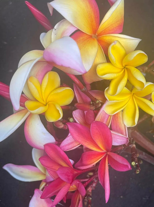 1PC Plumeria Cutting Maui Best You Pick Color 6 In Unrooted Cutting