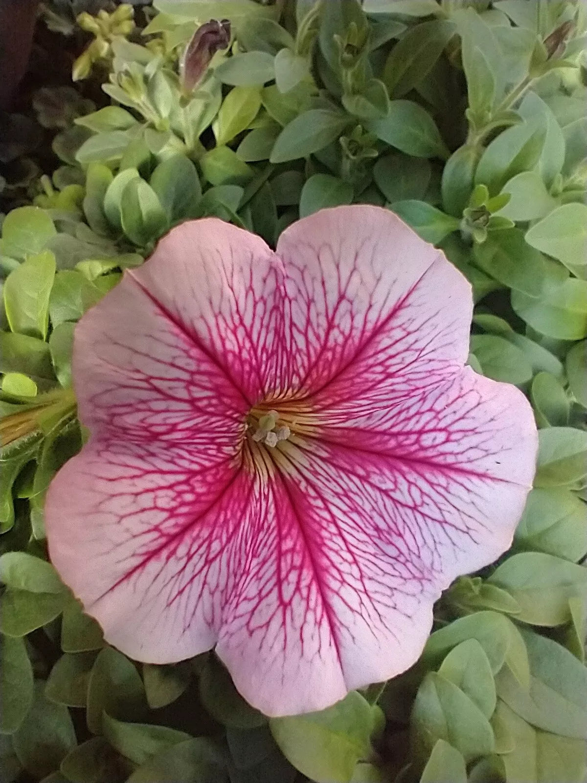 6 "baby" Plants Petunia 'Opera Supreme Raspberry Ice' Live Annual Plants/Plugs