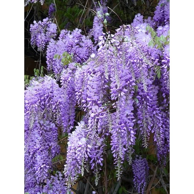 Wisteria Live Plants - 2 Rooted Cuttings - Strong Roots - Wisteria sinensis