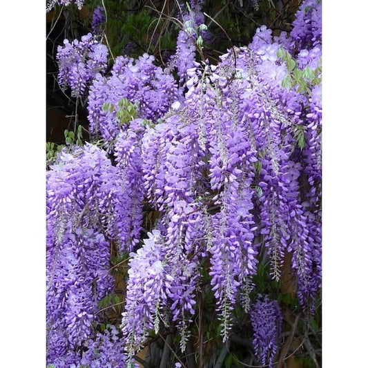 Wisteria Live Plants - 2 Rooted Cuttings - Strong Roots - Wisteria sinensis