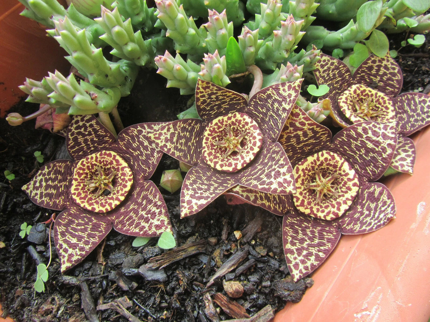 Rare Orbea Variegata Cuttings - Lifesaver Plant - 3" Length - Exotic Succulent with Stunning Blooms - Starfish Plant
