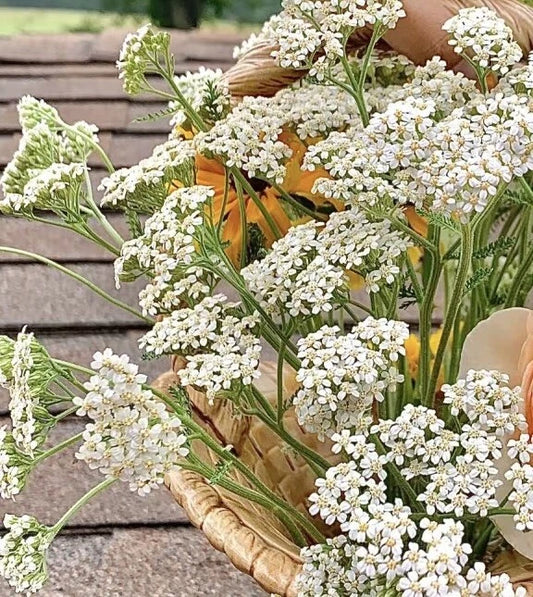 White Yarrow Bare Root Live Garden Plant - Achillea Millefolium Perennial for Home Gardening and Landscaping