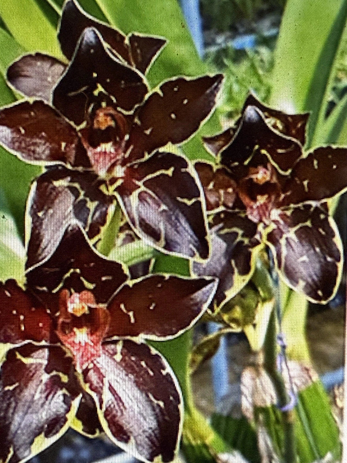 Orchid Plant Bulb - Small Rooted Bare Root - Propagation Ready - Phalaenopsis spp. - Hawaiian & Californian Grown