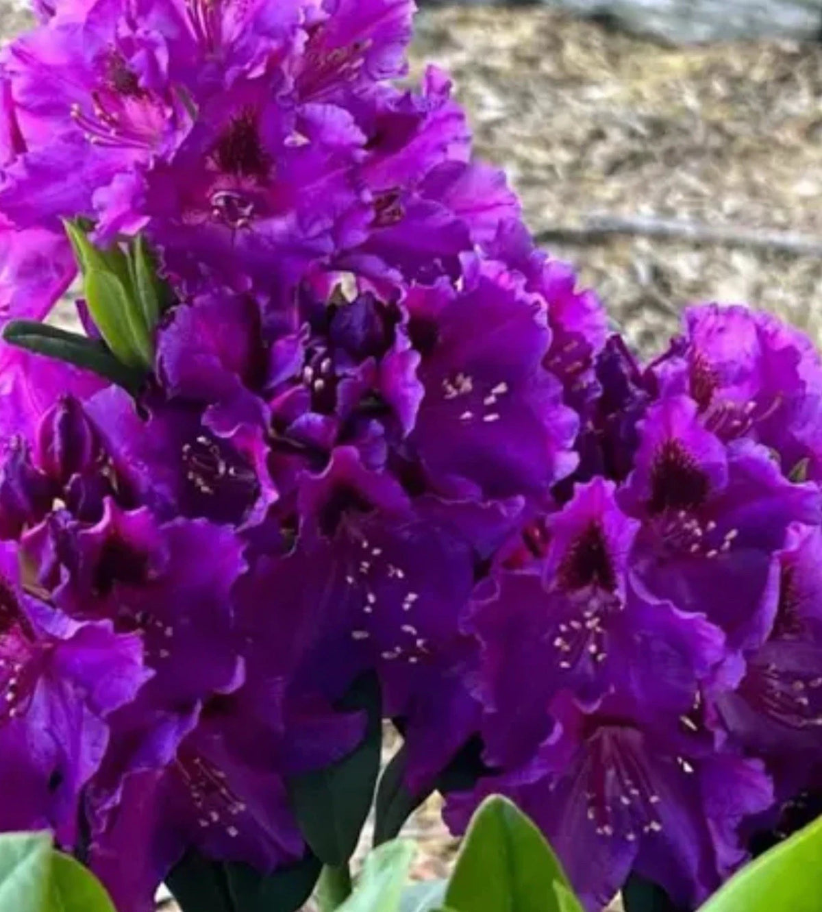 Rhododendron Starter Plant - Florence Parks - Rare Well-Rooted Variety - Healthy Pot Plant for Garden or Landscape