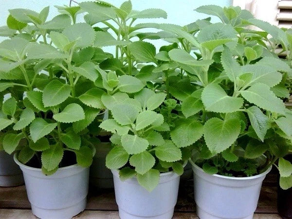 Live Mexican Mint Plants - 2 Well-Rooted Bare-Rooted Herbs - Mentha Satureioides - Indoor/Outdoor Garden Use