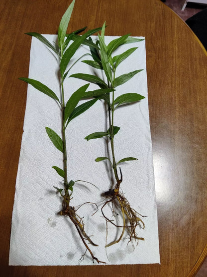 2 Live Plants 6" to 8"Mexican Petunia Ruellia Tuberosa Bare root