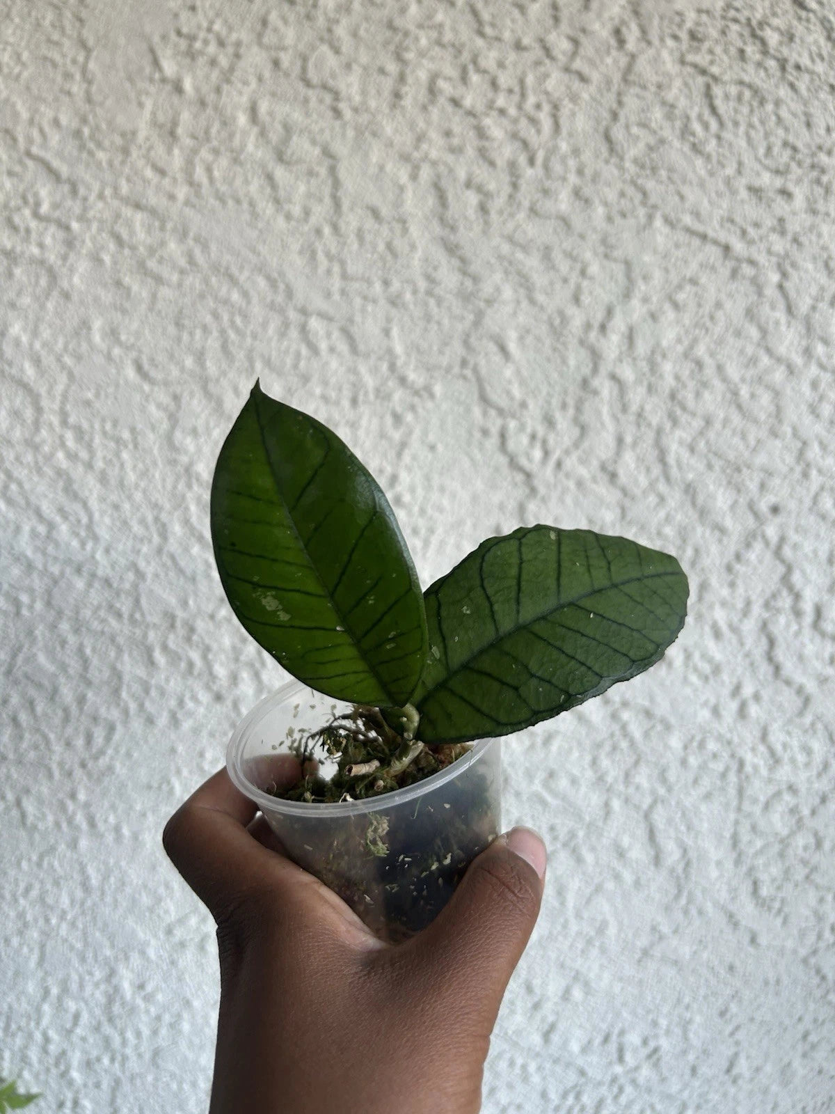 Hoya Gunung Gading Rooted Plant - Hoya carnosa 'Gunung Gading' - Tropical Houseplant for Indoor Decor