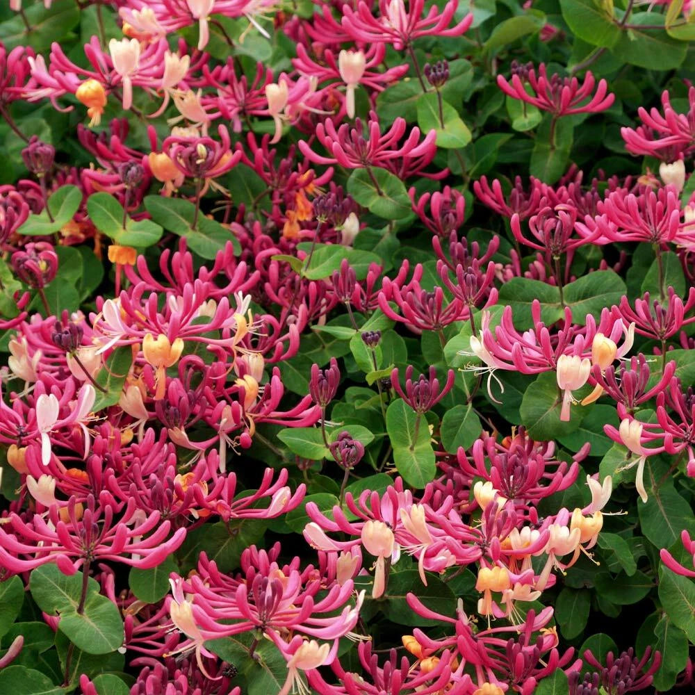 Honeysuckle Vine Starter Plant - Peaches & Cream - Lonicera periclymenum - Fragrant Purple-Red and Pink Flowers - Rooted Plant