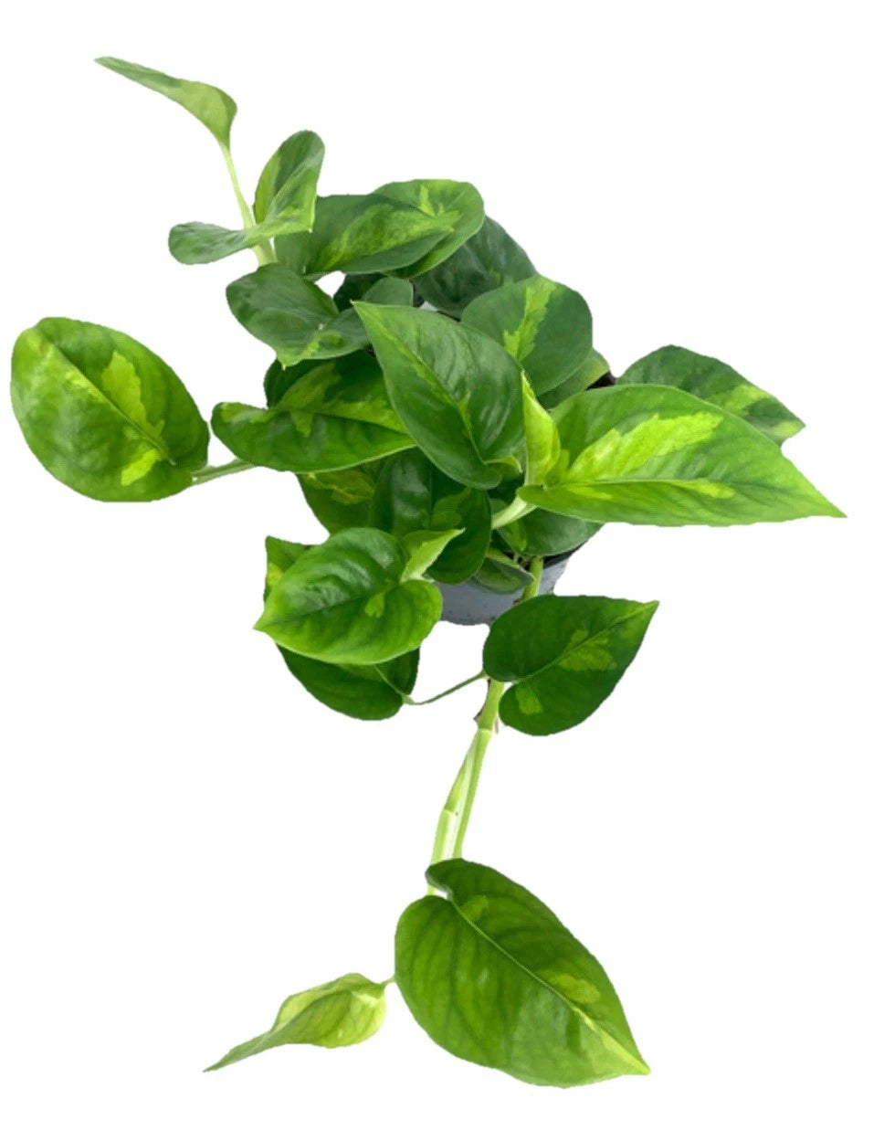 Live Rooted Pothos Cuttings - Global Green - Epipremnum Aureum - Set of 5 Devil's Ivy Plants