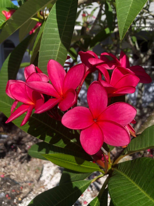 2 Fresh Cuttings Frangi Pani Plumeria Hawaiian Ruby Red Unrooted