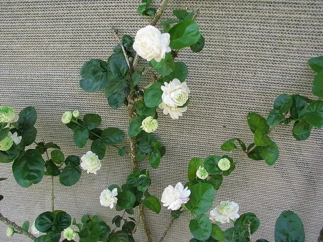 Grand Duke of Tuscany Jasmine Plant - Small Rooted Starter - Jasminum Sambac - Fragrant Flowering Houseplant