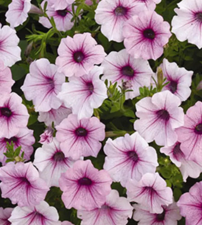 10 "baby" Plants Petunia Shock Wave Pink Vein Live Annual Plant/Plug