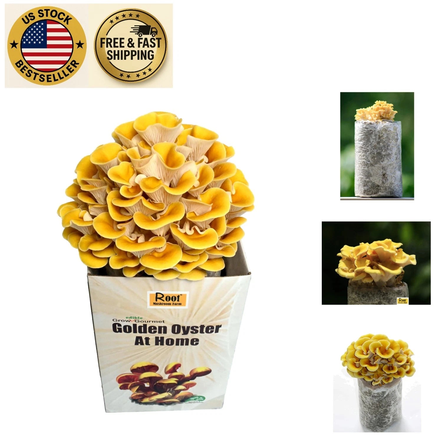 Golden Oyster Mushroom Grow Kit - Complete Home Cultivation Set - Pleurotus citrinopileatus - Easy to Use, Fresh Mushrooms